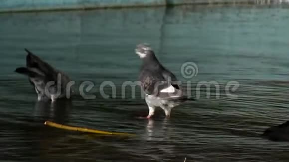 鸽子从小溪里喝水城市景观肖像视频的预览图