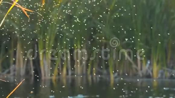 蚊蚊或在湖上飞过并有芦苇视频的预览图