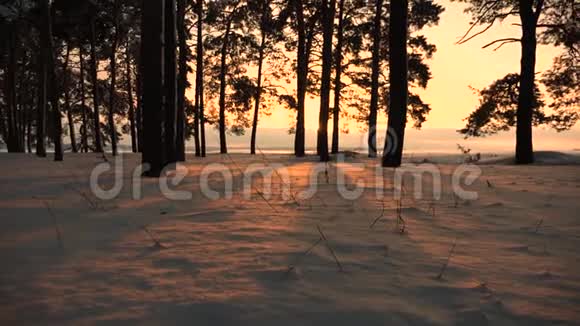 冬天森林里的暴风雪日落时美丽的圣诞冬林公园里的松树覆盖着雪亮的光线视频的预览图
