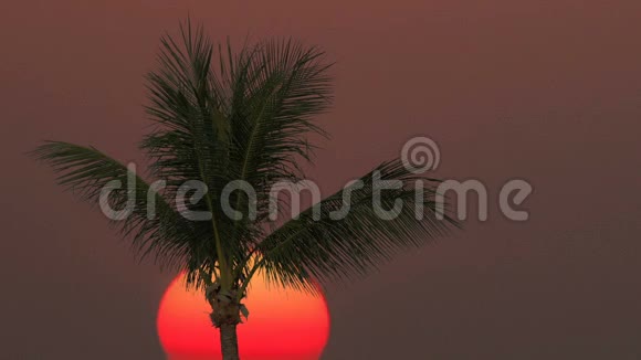 日出背景下棕榈树的特写视频的预览图