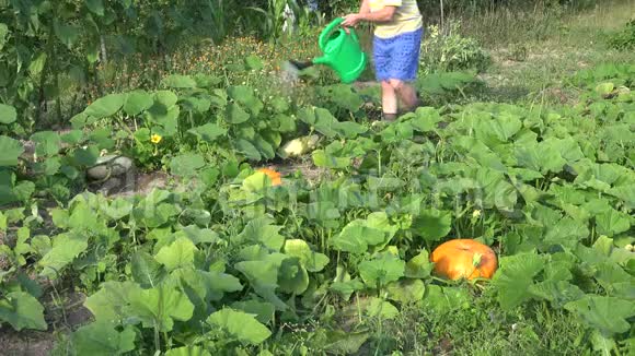 男农在oweco花园给成熟的蔬菜南瓜浇水视频的预览图
