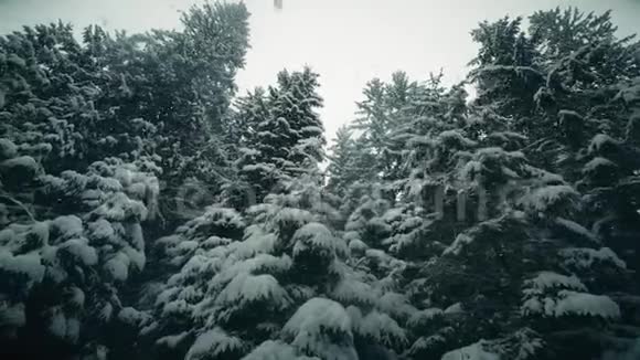Steadicam在雪地里沿着雪树散步视频的预览图