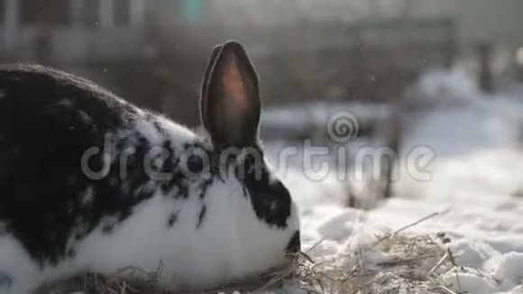 可爱的白兔长耳朵在干草上视频的预览图