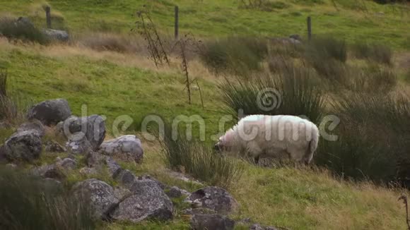 爱尔兰羊在山上吃草视频的预览图