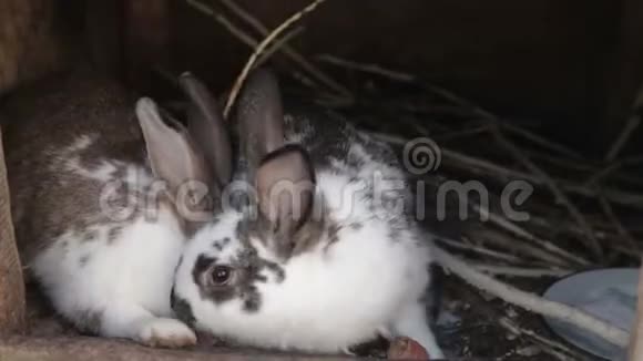 几只可爱的有趣的毛茸茸的驯化的兔子在村子里的笼子里吃他们的食物视频的预览图