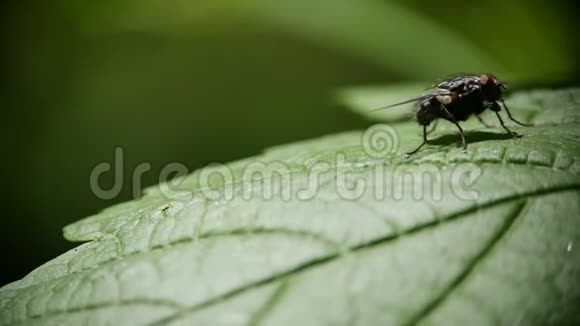 一只苍蝇坐在绿叶上洗草视频的预览图