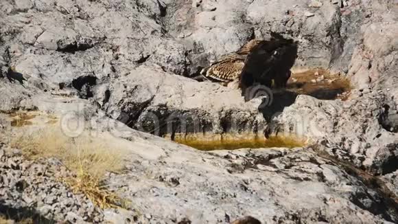 凶猛的秃鹫和年轻的御鹰阿奎拉直升机大战视频的预览图