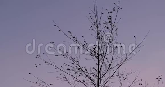 秋天的桦树在天空的映衬下视频的预览图