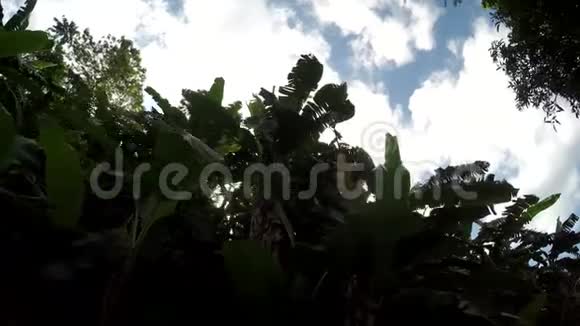 山地保留林的香蕉树和植被的副视图视频的预览图