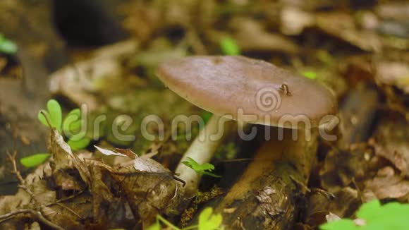 毛毛虫在森林里的蘑菇上爬行寸虫靠近视频的预览图