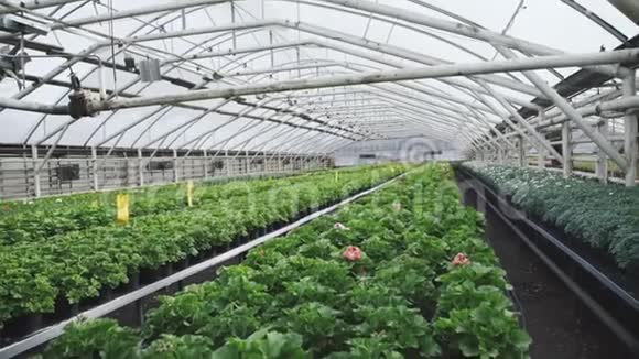 在温室里种植草药和花4K视频的预览图