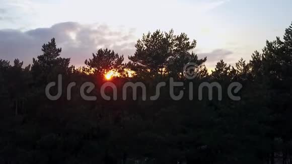 加拿大松林空中日落景色视频的预览图