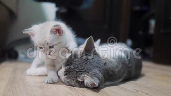 小猫在猫妈妈旁边玩耍睡在猫妈妈旁边的可爱小猫猫咪亲情关爱友情视频的预览图