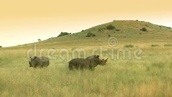 非洲热带草原的两只犀牛视频的预览图