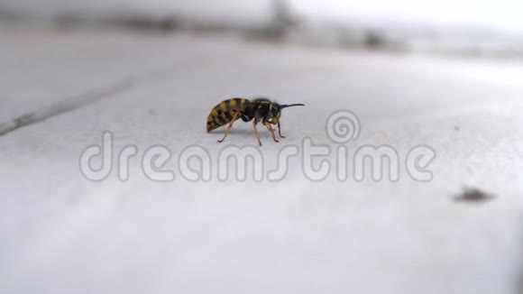 黄蜂关闭在白色隔离视频的预览图
