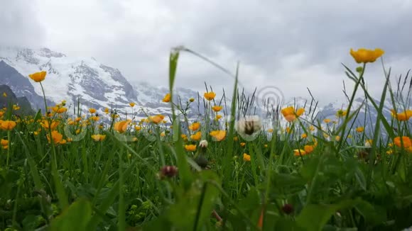 高山花卉温根瑞士视频的预览图