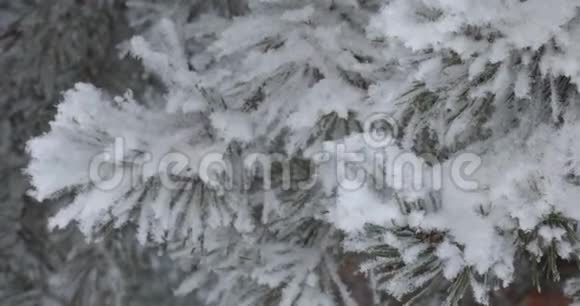 轻软的白雪会从上面落下在背景森林里树木视频的预览图