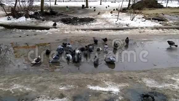 冬天早晨鸽子在水坑里洗澡视频的预览图