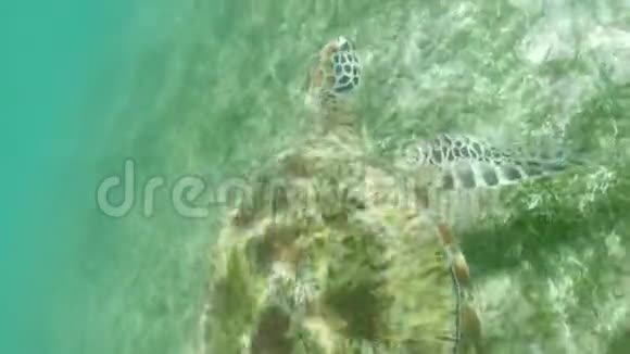 海龟海洋慢速运动4k视频的预览图