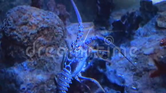 大型龙虾在盐水箱里爬行视频的预览图