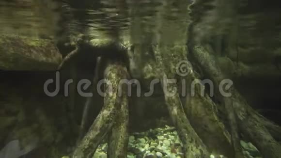 有趣的水獭在淡水水族馆游泳和玩石头录像视频的预览图