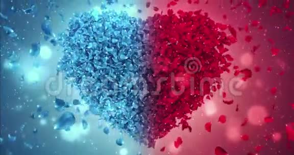 红蓝玫瑰花花瓣爱情之心婚礼背景循环4k视频的预览图