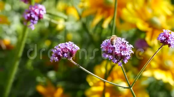 蜜蜂收集紫色花上的花粉视频的预览图