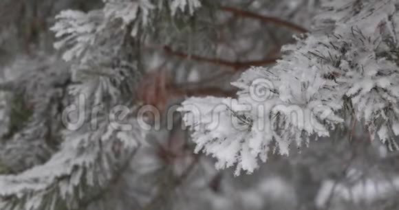 轻软的白雪会从上面落下在背景森林里树木视频的预览图