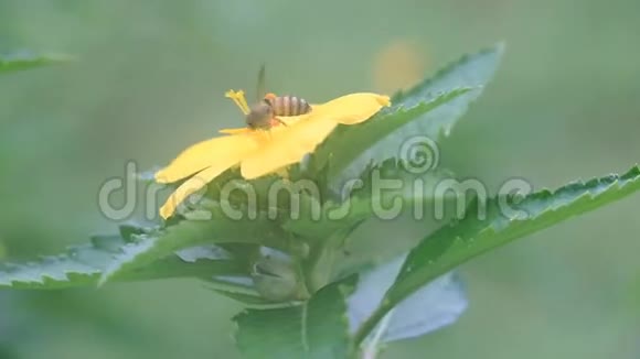 蜜蜂在花园里飞翔视频的预览图