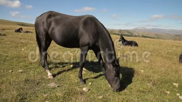 一匹黑色的家马在一个阳光明媚的秋日在一片山地草地上放牧农场马术概念视频的预览图