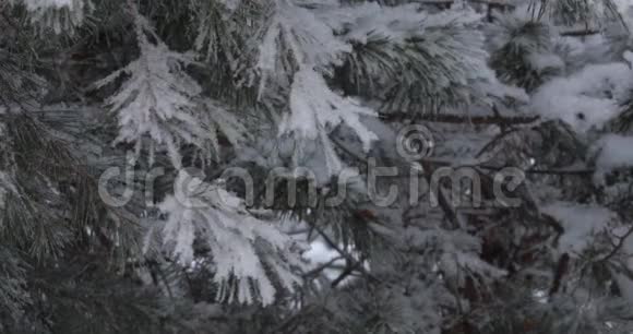 轻软的白雪会从上面落下在背景森林里树木视频的预览图