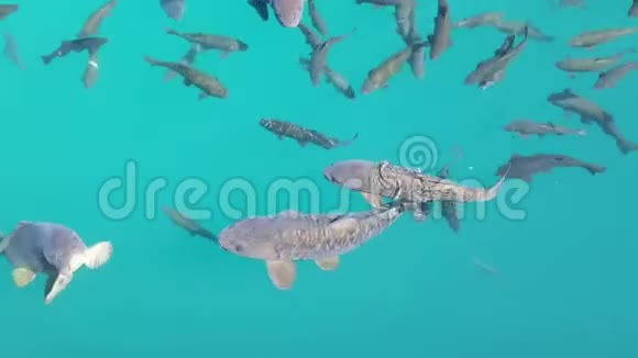 鱼在游泳池里游泳蓝水背景视频的预览图