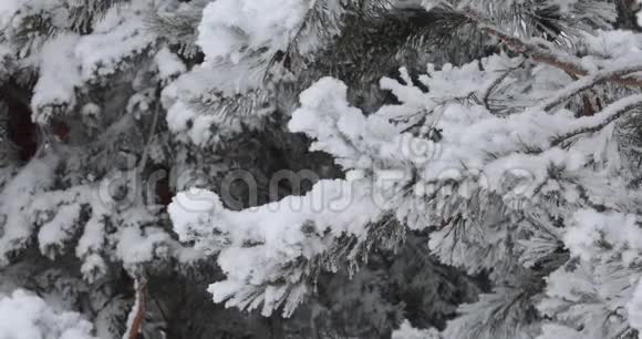 轻软的白雪会从上面落下在背景森林里树木视频的预览图