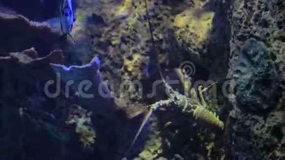 大型龙虾在盐水箱里爬行视频的预览图