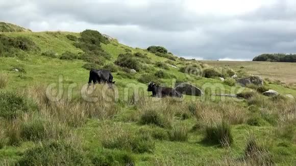 4K肉牛放牧视频的预览图