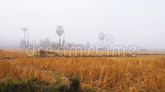收获后稻田的晨景视频的预览图