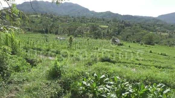 以山地蔬菜和农民住房观田印度尼西亚巴厘视频的预览图