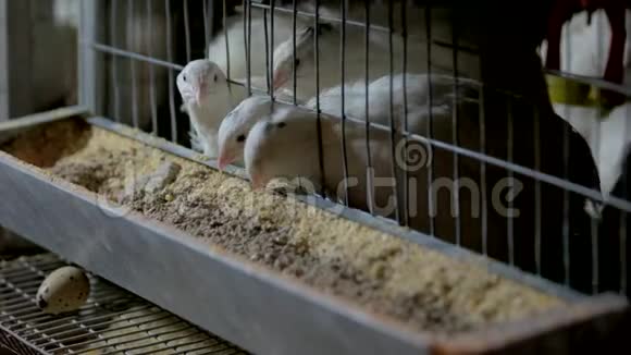 在家禽农场吃食物的白鹌鹑视频的预览图
