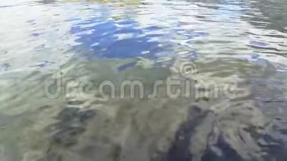 海底透过晶莹剔透的水海藻中的石头视频的预览图