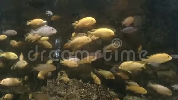 美丽的风景可爱的鱼在水族馆视频的预览图