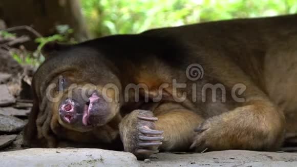 动物园里睡在岩石和树木之间的太阳熊的特写镜头视频的预览图