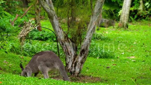 袋鼠在狩猎公园吃草视频的预览图