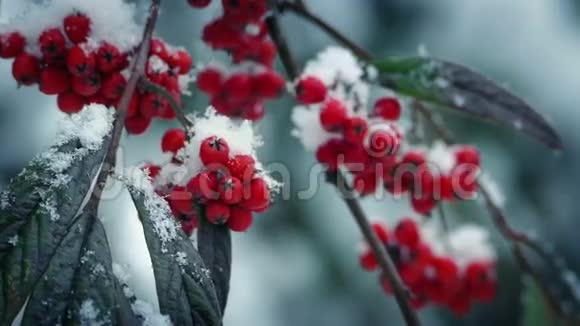 降雪时红浆果视频的预览图