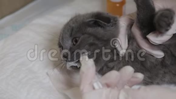 护士在兽医诊所给小猫吃药视频的预览图