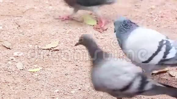 鸽子吃饼干视频的预览图