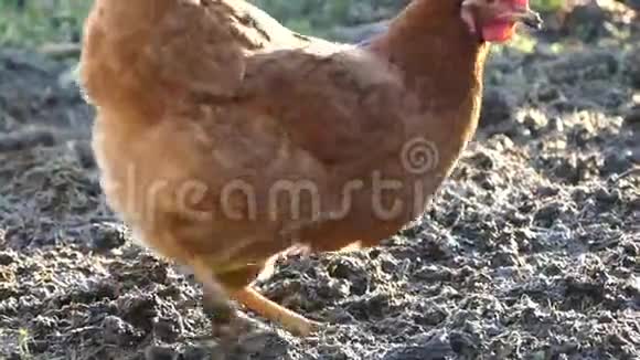 母鸡在地上划船寻找食物母鸡走在农家院子视频的预览图