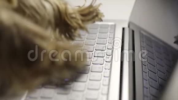 狗爪子在笔记本电脑上打字视频的预览图