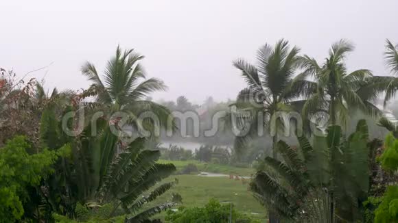 热带暴雨或雷暴在绿丛林环境中有棕榈树视频的预览图