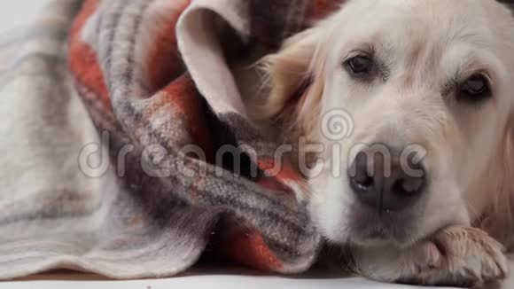 爱的宠物在家里大的善良的狗休息在秋天或寒冷的冬天在地毯下视频的预览图