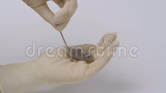 科学家手臂上抱着一只灰色的实验室老鼠视频的预览图